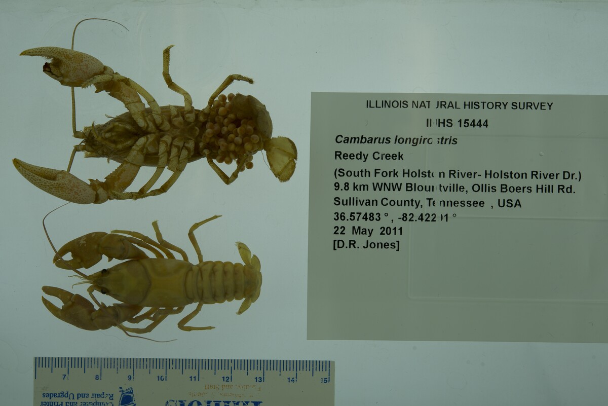 Cambarus longirostris image